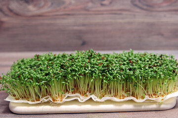 Frische Gartenkresse