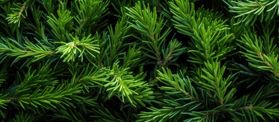 A copy space image of ladybugs crawling on the vibrant green leaves of a juniper plant