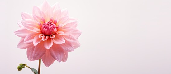 A beautiful pink stock flower stands alone on a white background creating a perfect copy space image