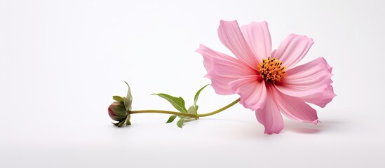 A beautiful pink stock flower stands alone on a white background creating a perfect copy space image