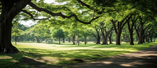 Obraz premium A beautiful view of Himenosawa Park in Shizuoka Prefecture captured in a photograph with plenty of empty space for text or other content. with copy space image. Place for adding text or design