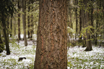 Fototapeta premium Baumrinde im Wald