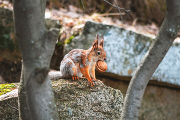 squirrel in the spring in a gray-red fur coat, molting, changing color in the spring