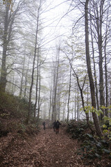 Mtirala National Park in mystical foggy weather, Georgia