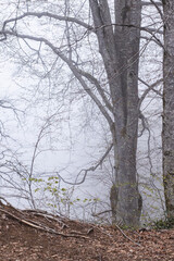 Fototapeta premium Mtirala National Park in mystical foggy weather, Georgia