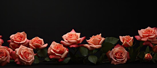 A copy space image with roses beautifully standing out against a black backdrop