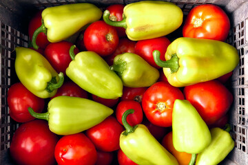 Harvest of ripe tomatoes and green bell peppers. Organic vegetables, local vegetables, background peppers and tomatoes. Top view