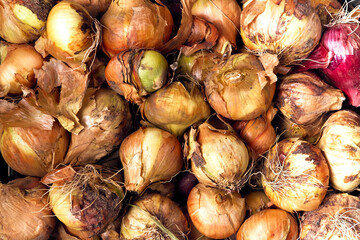 Fresh bio raw onions in a plastic box. View from above.
