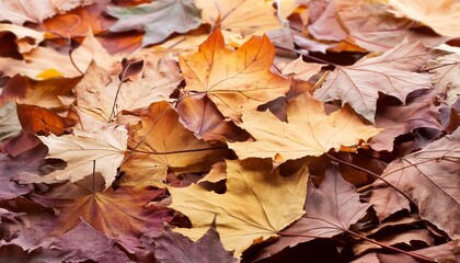 Obraz premium Autumn maple leaves pattern background