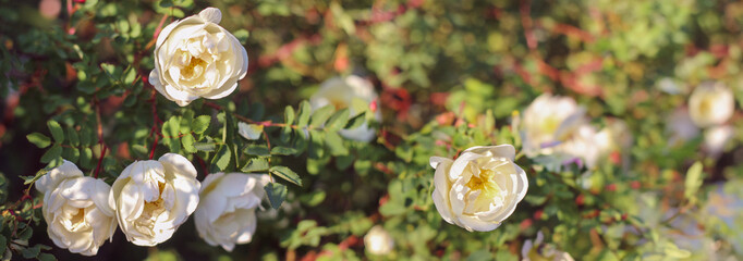 White rosehip flowers in summer garden. Banner. Natural background, backdrop.