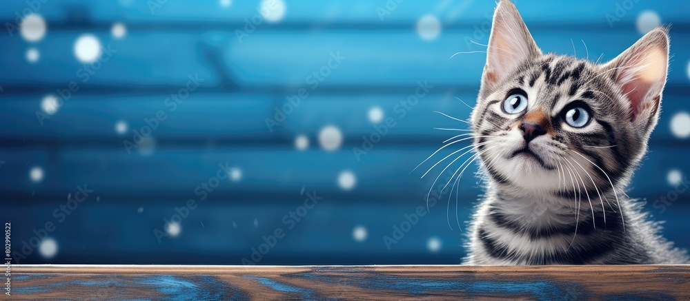 Aufkleber a beautifully dressed kitten is ready for the cold autumn and winter seasons wearing a warm sweater 