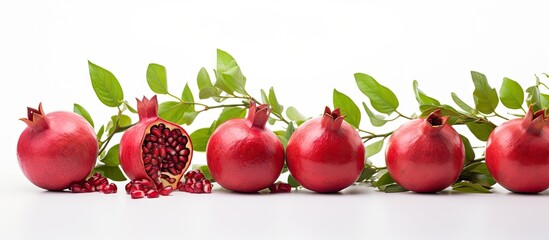 A copy space image displaying pomegranate leaves vividly green in color set against a pristine white backdrop