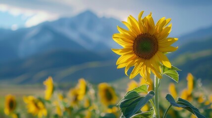 Fototapeta premium A field of sunflowers, with a close up of one sunflower in the foreground