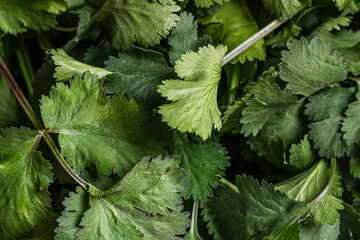 food background of fresh cilantro on the market close up