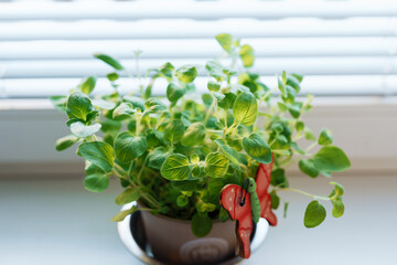 oregano in flowerpot on windowsill