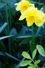 Colorful yellow Narcissus in the garden