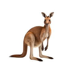 Fototapeta premium A kangaroo stands attentively, its muscular build and iconic posture highlighted against. Generative AI