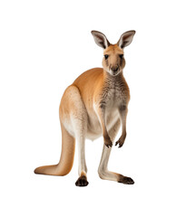A kangaroo stands attentively, its muscular build and iconic posture highlighted against. Generative AI