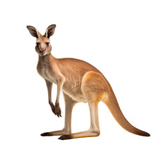 A kangaroo stands attentively, its muscular build and iconic posture highlighted against. Generative AI