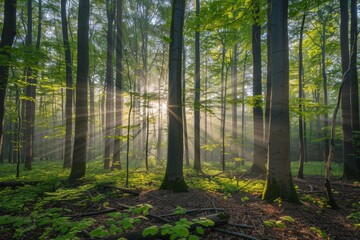 Sunlight filtering through lush green forest canopy, creating beautiful natural rays