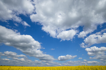 agricultural field with yellow rapeseed flowers, against a blue sky with white clouds, a bright spring landscape on a sunny day, a beautiful scene