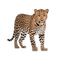 Alert and poised, a full-bodied leopard stands gracefully, isolated on a transparent background. Generative AI