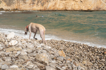 Rear view of a white Spanish greyhound walks off leash on a dog friendly pebble beach