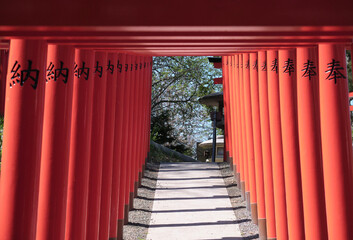 Fototapeta premium 小樽市にある住吉神社の鳥居 / Torii gate of Sumiyoshi Shrine in Otaru City