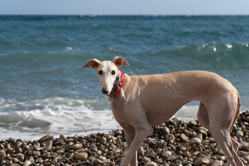 Portrait of a light-haired Spanish greyhound off leash with a red collar looking at the camera on a pebble beach that allows access to animals