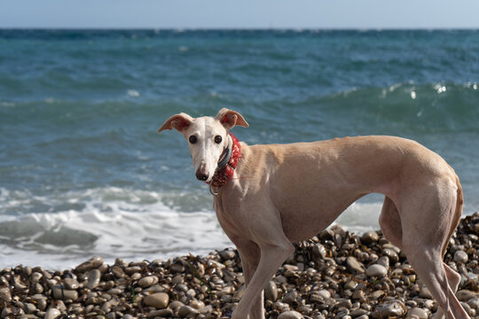 Greyhound off leash hot sale