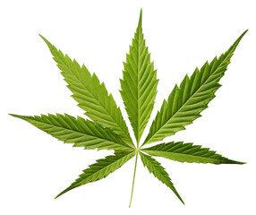 PNG Leaf cannabis plant herbs