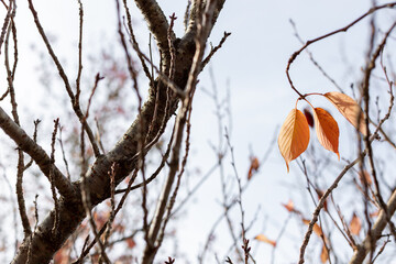 Autumn leaves in the forest