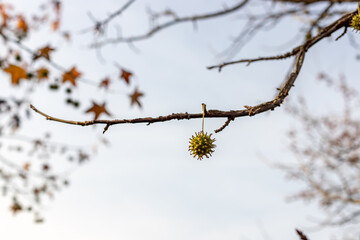 Spiny seed pod gainst the sky. American sweetgum tree ball, Liquidambar styraciflua