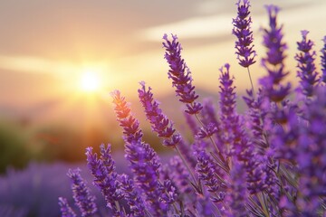 Scenic view of a vibrant french lavender field under the beautiful glow of the setting sun