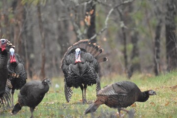 A flock of wild turkeys 