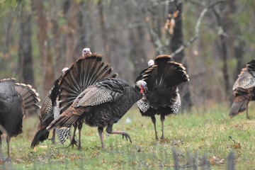 A flock of wild turkeys  © Verbbaitum