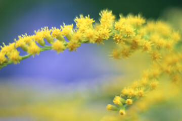 Branch with bright yellow goldenrod flowers on light blue background. Place for text, copy space, template, layout.