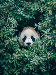 A Giant Panda appears among the foliage