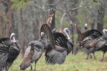 A flock of wild turkeys  © Verbbaitum