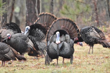 A flock of wild turkeys 