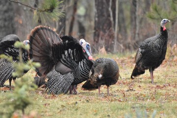 A flock of wild turkeys  © Verbbaitum