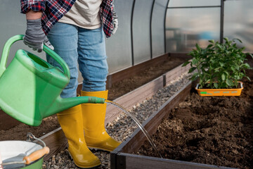 An elderly woman's hands are holding a watering can. Seedlings of bell pepper are planted in the...