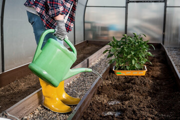 An elderly woman's hands are holding a watering can. Seedlings of bell pepper are planted in the...