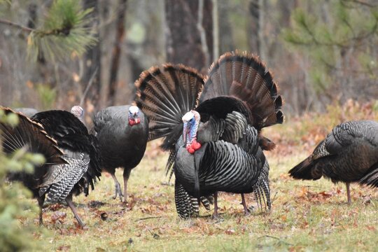 A flock of wild turkeys 