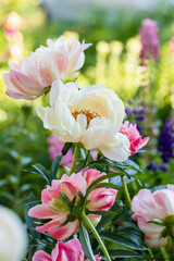 Peony Coral Charm orange pink peony flower in bloom
