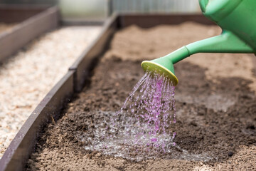 An elderly woman's hands are holding a watering can. The farmer waters the garden with solutions of potassium permanganate from diseases and pests before planting seedlings in the ground. 
