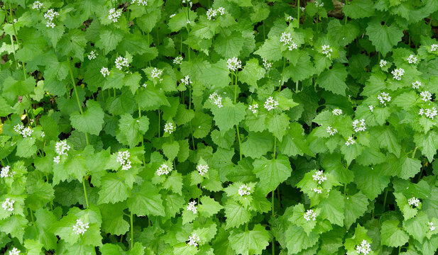 (Alliaria petiolata) Touffe dense d'alliaires officinales ou herbes aux ails &agrave; floraison printani&egrave;re blanche au sommet de tiges dress&eacute;es au feuillage cordiforme et dent&eacute; 
