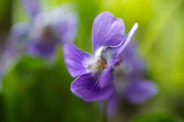 close up of purple flower, Violets (Viola alba). Ortakis Forest, Bolotana. Sardinia. Italy
