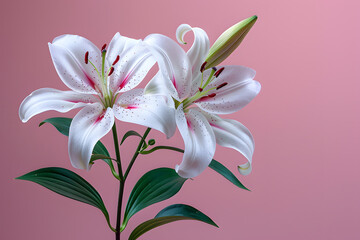 Naklejka premium Minimalist White Lily Illustration on Soft Pink Background for Home Decor and Gift Ideas