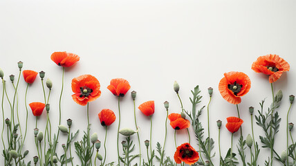 Wildflowers red poppy on a white background. Symbol of Remembrance. Anzac Day,